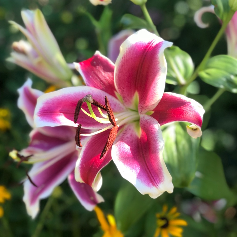 Meet your Posher, Julie